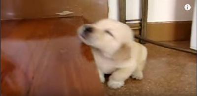 段差にアゴを乗せ眠る子犬に癒やされます