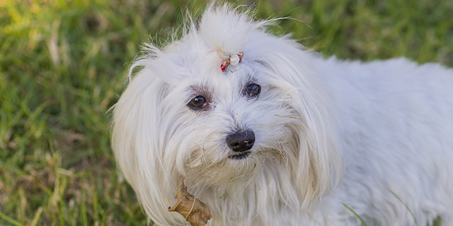 maltese