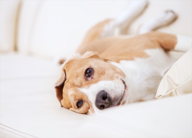 shutterstock_249909640_R