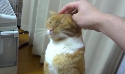 撫でられるのが好き過ぎる猫ちゃん