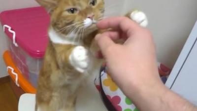 撫でられるのが好き過ぎる猫ちゃん