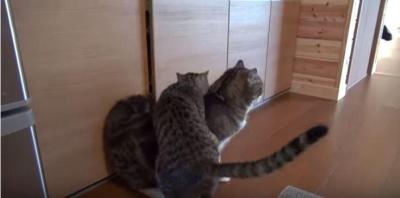 4コマ漫画のようなオモシロ展開、戸棚と猫