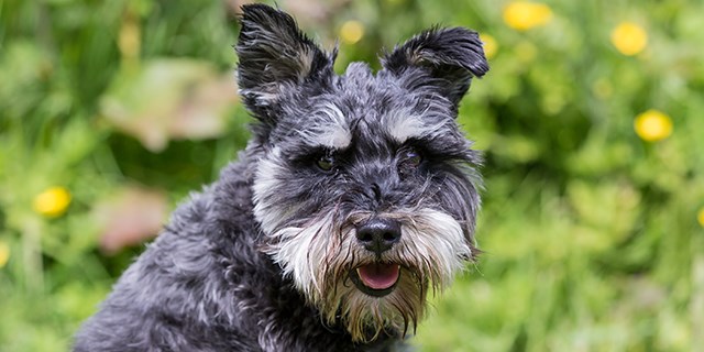 miniature-schnauzer