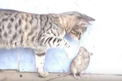強すぎるネズミvs優しすぎる猫