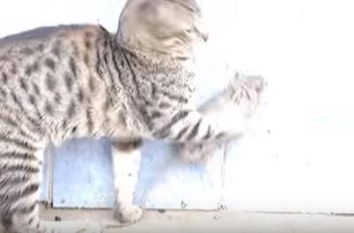 強すぎるネズミvs優しすぎる猫