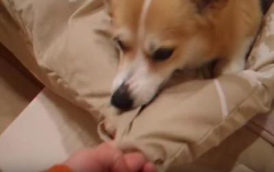 飼い主さんをベッドに入れないコーギー