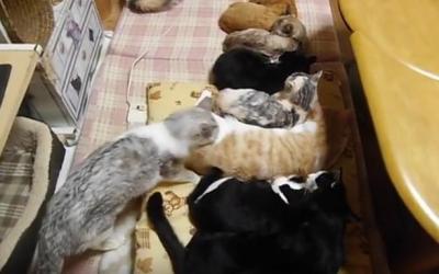 みっちりと並んで寝る猫たち
