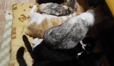 みっちりと並んで寝る猫たち