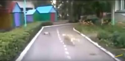 死んだふりをする猫とだまされる犬