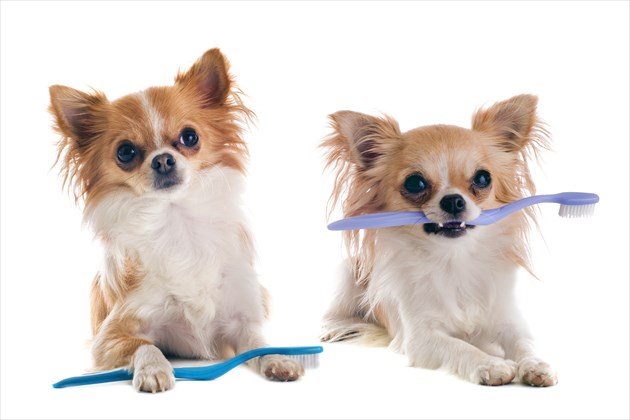 shutterstock_107577185_R