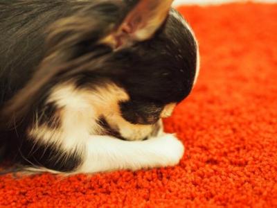 ワンちゃんの舐める行為の意味は?