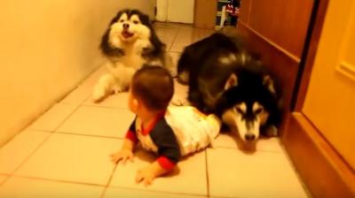 ハイハイする赤ちゃんのマネをするハスキー犬