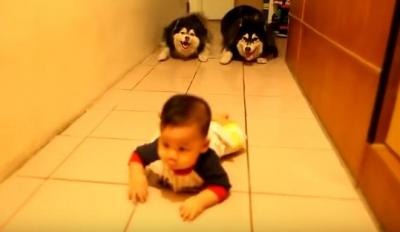 ハイハイする赤ちゃんのマネをするハスキー犬
