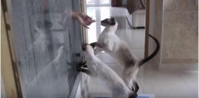 シャワー中の飼い主を大合唱で呼ぶシャム猫