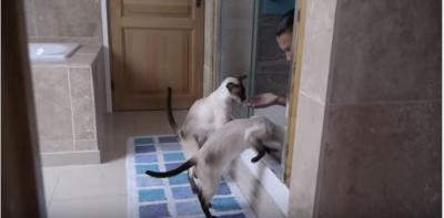 シャワー中の飼い主を大合唱で呼ぶシャム猫