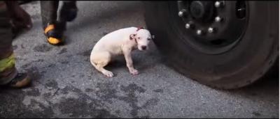 火事の中、小さな犬の命を救う隊員に感動