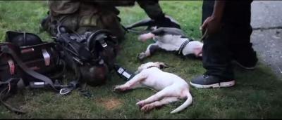 火事の中、小さな犬の命を救う隊員に感動