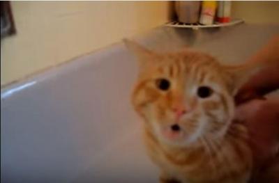 ノー!ノー!NO!!お風呂がイヤだと叫ぶ猫