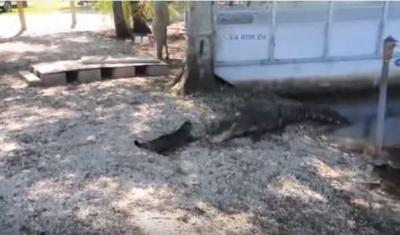 猫パンチ炸裂!ワニVS猫