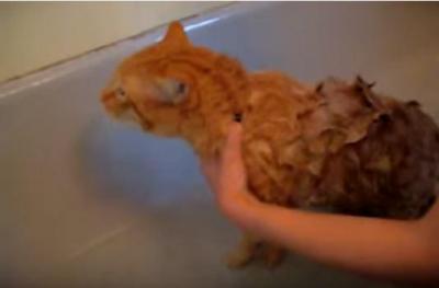 ノー!ノー!NO!!お風呂がイヤだと叫ぶ猫