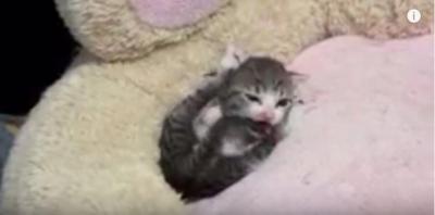 小さな子猫の毛繕いに激萌え