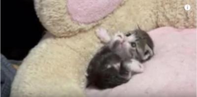 小さな子猫の毛繕いに激萌え