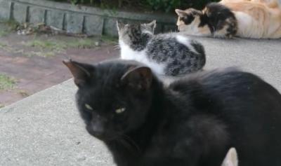 集まって何をしてるの・・・?猫の集会現場!