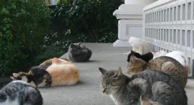 集まって何をしてるの・・・?猫の集会現場!