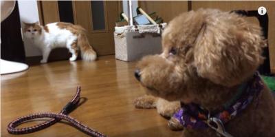 あなたはだ~れ?トリミング後の犬を凝視する猫