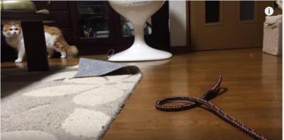 あなたはだ~れ?トリミング後の犬を凝視する猫