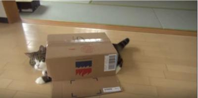スーパーマン?ヤドカリ?段ボール猫