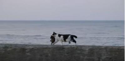 ほのぼのとした風景。海と猫の親子