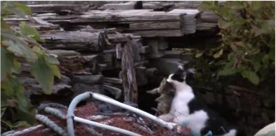 ほのぼのとした風景。海と猫の親子