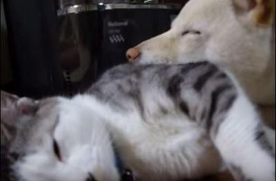 ストーブの前で寝る猫と、猫を枕にする犬