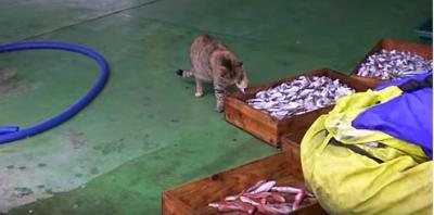 漁師さんが捕った魚を狙う猫たち