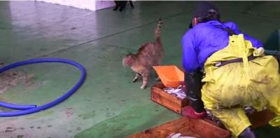 漁師さんが捕った魚を狙う猫たち