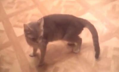 勢いつけすぎ!?ジャンプに失敗する猫