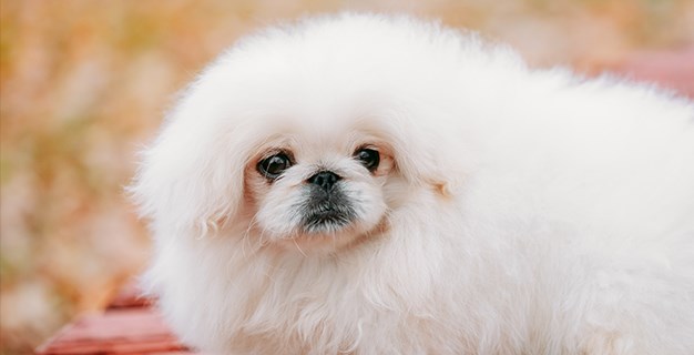 pekingese