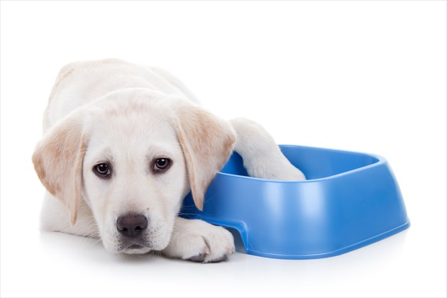 shutterstock_247208305_R