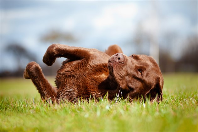 shutterstock_139089311_R