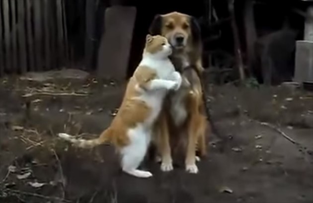 lovelovedogcat_R
