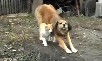 スキ!スキ!スキ!猫から愛情をそそがれる犬