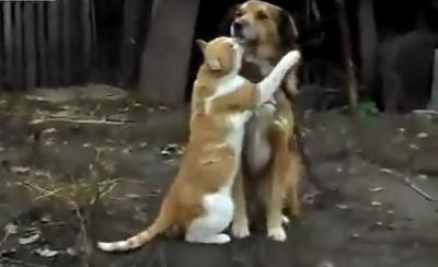 スキ!スキ!スキ!猫から愛情をそそがれる犬