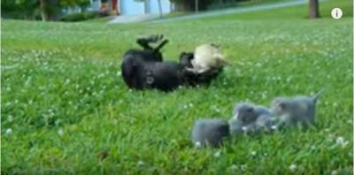 子猫を守るチワワ、大きな犬に立ち向かう!