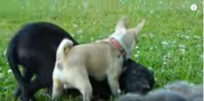 子猫を守るチワワ、大きな犬に立ち向かう!