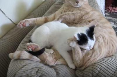 おっぱいを探す仔猫が怒られた訳は?