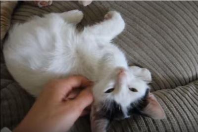 おっぱいを探す仔猫が怒られた訳は?