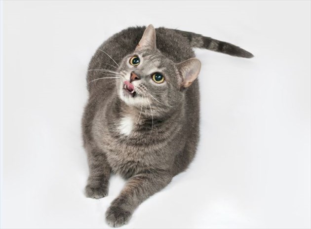 fremencat_R