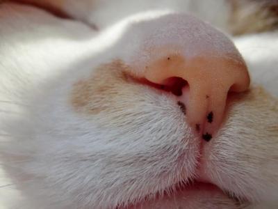 靴下のニオイを嗅いだ猫がポカーン。そ、そんなに臭かった?