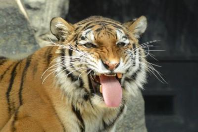 靴下のニオイを嗅いだ猫がポカーン。そ、そんなに臭かった?